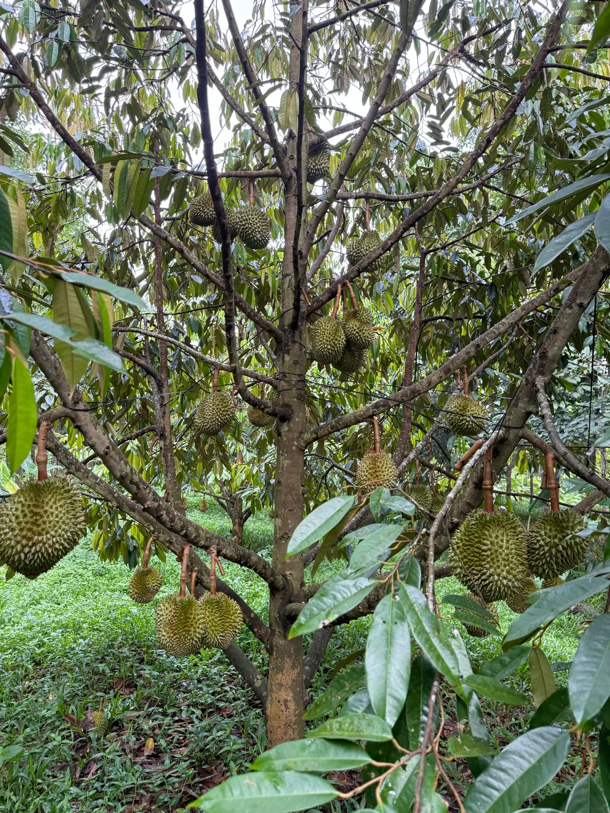 Vườn sầu riêng Dona OnOn 3,9 ha  Cuôr Đăng (ảnh 2)