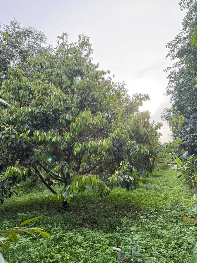 Vườn sầu riêng Dona OnOn 3,9 ha  Cuôr Đăng (ảnh 4)