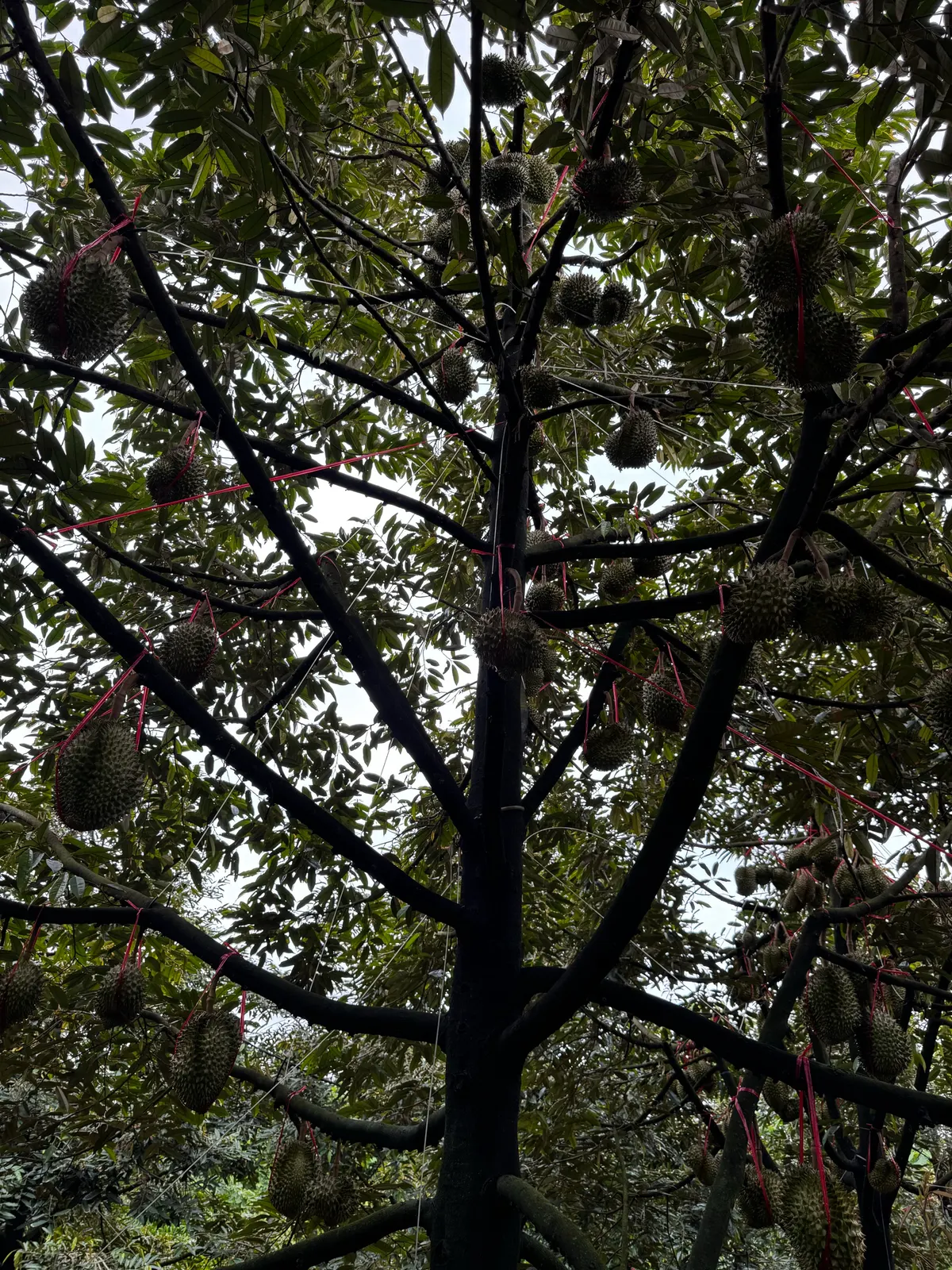 Vườn sầu riêng trĩu quả, chuẩn bị vào mùa! 🌳 (ảnh 1)