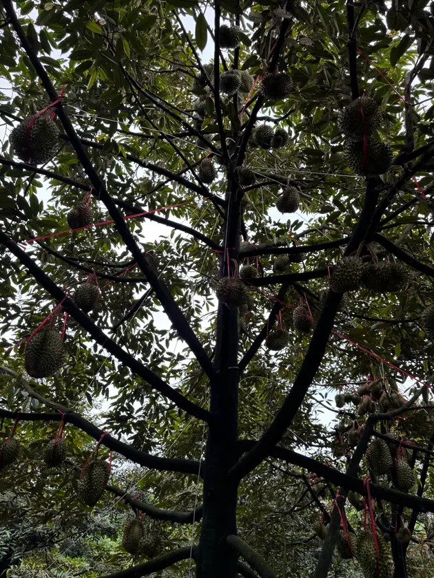 Vườn sầu riêng trĩu quả, chuẩn bị vào mùa! 🌳 (ảnh 1)