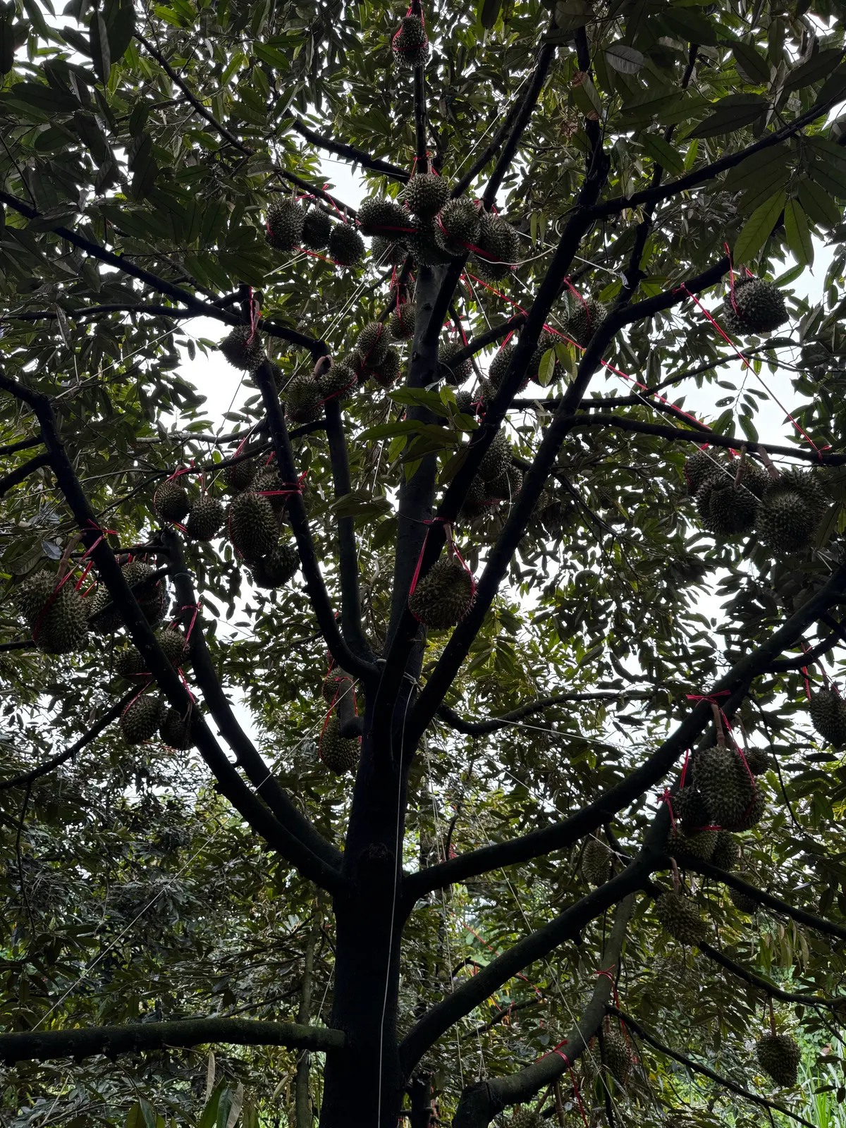 Vườn sầu riêng trĩu quả, chuẩn bị vào mùa! 🌳 (ảnh 2)