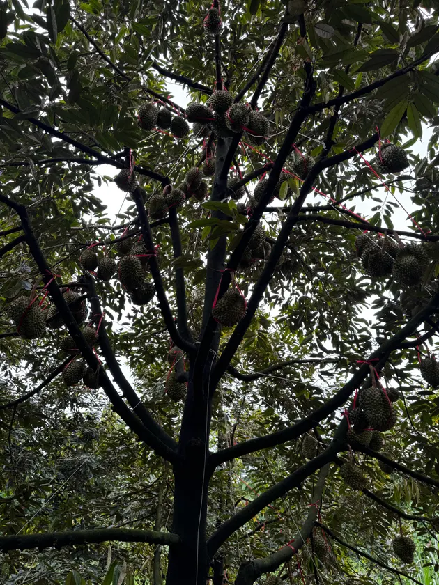 Vườn sầu riêng trĩu quả, chuẩn bị vào mùa! 🌳 (ảnh 2)