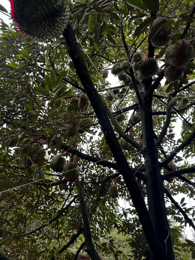 Vườn sầu riêng trĩu quả, chuẩn bị vào mùa! 🌳 (ảnh 3)