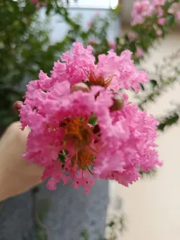 Hồng nhung
