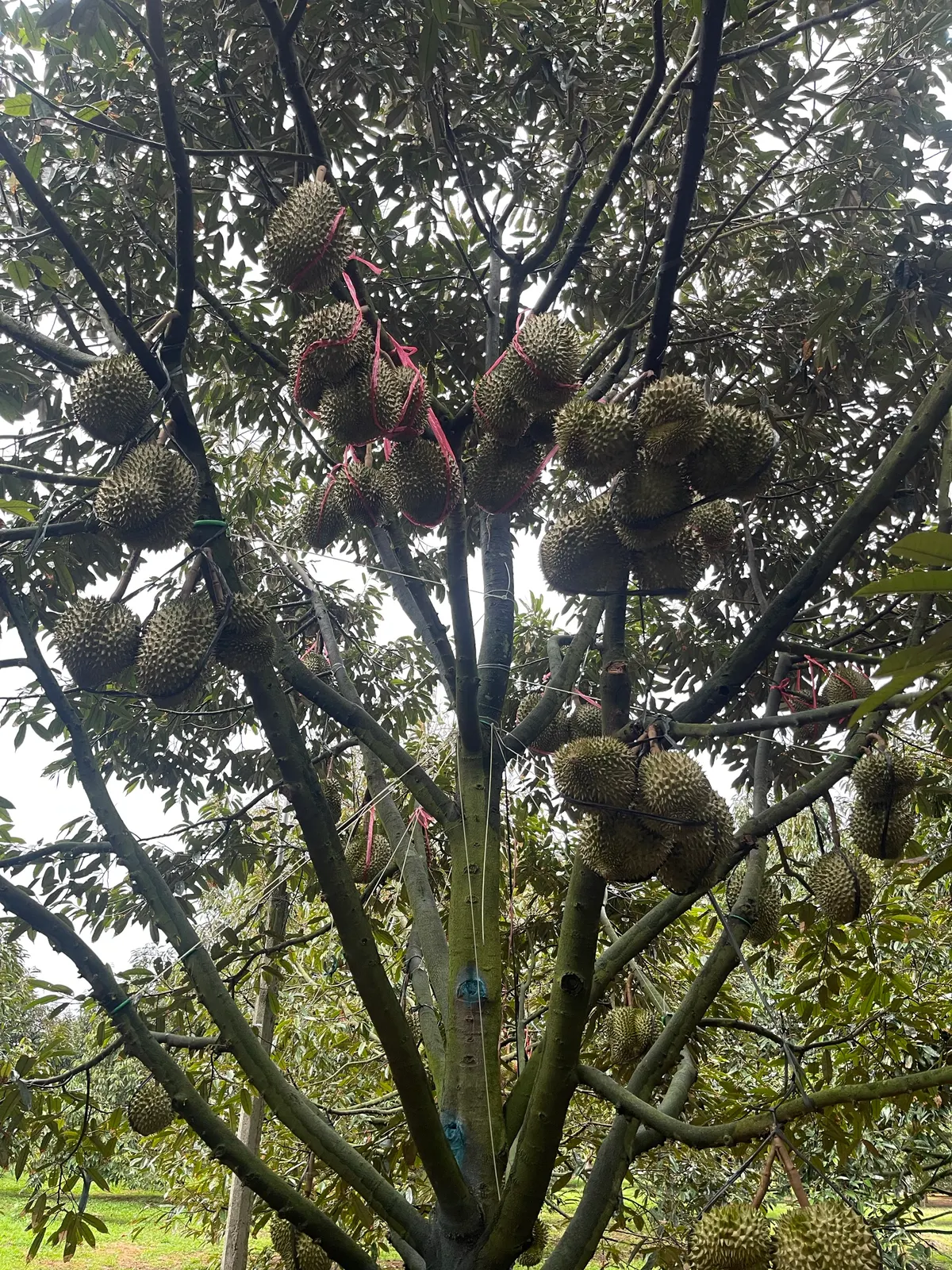 Vườn sầu riêng buôn pan krông păc (ảnh 2)