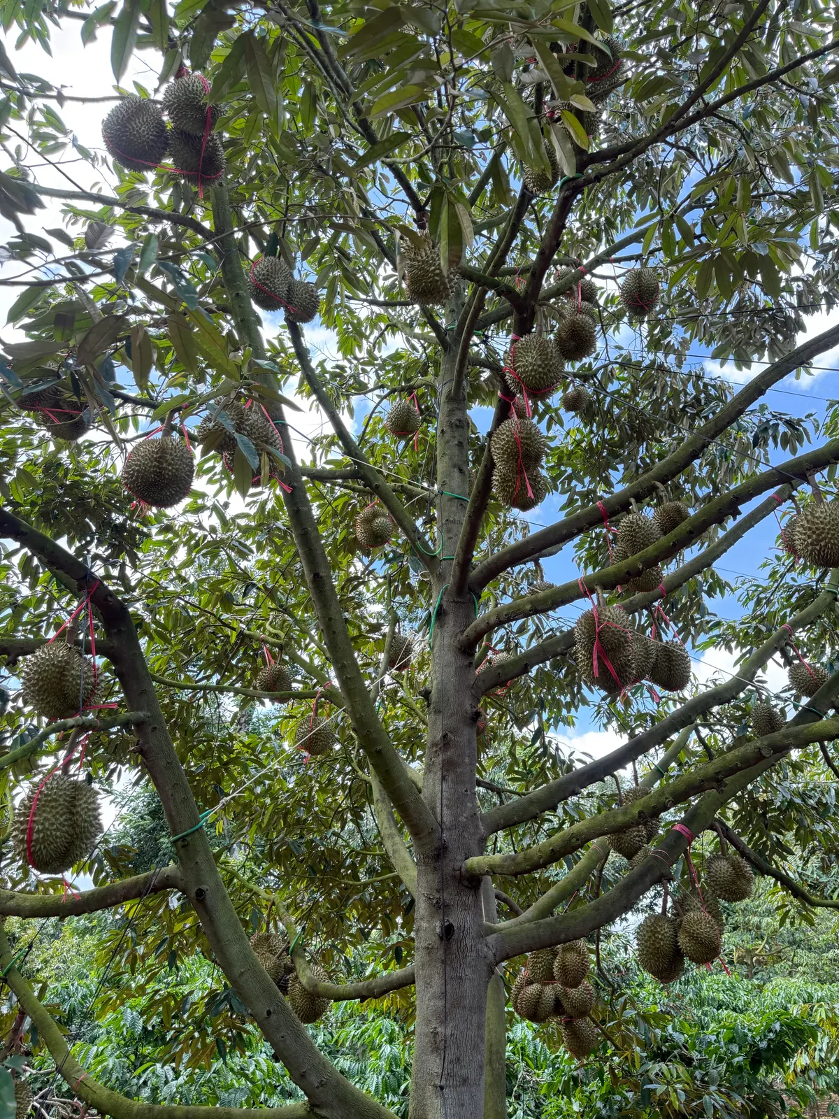100 tấn Sầu riêng trĩu quả, chuẩn bị vào mùa! 🌳 (ảnh 1)