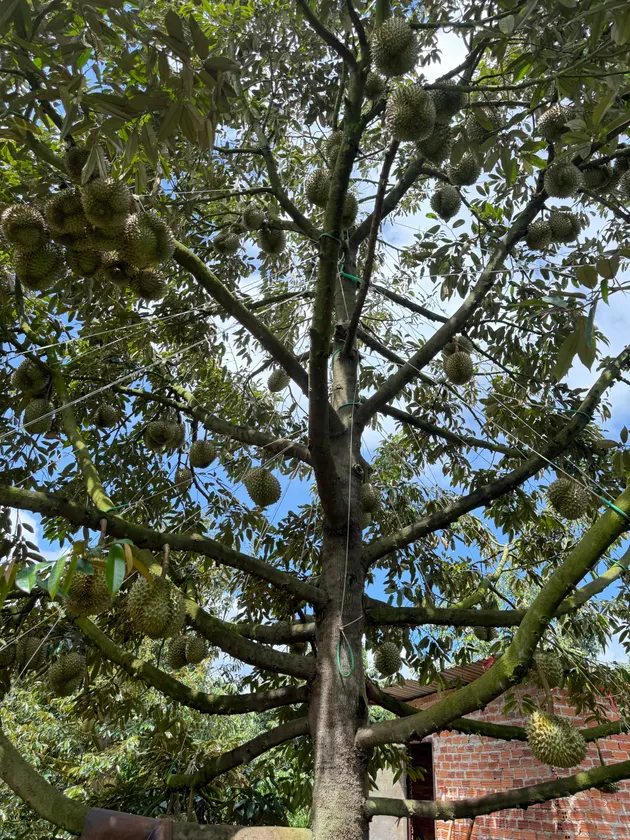 100 tấn Sầu riêng trĩu quả, chuẩn bị vào mùa! 🌳 (ảnh 2)