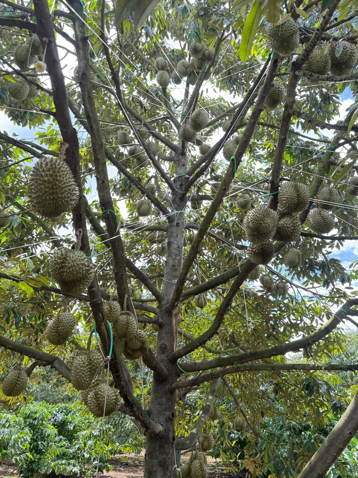 100 tấn Sầu riêng trĩu quả, chuẩn bị vào mùa! 🌳 (ảnh 3)