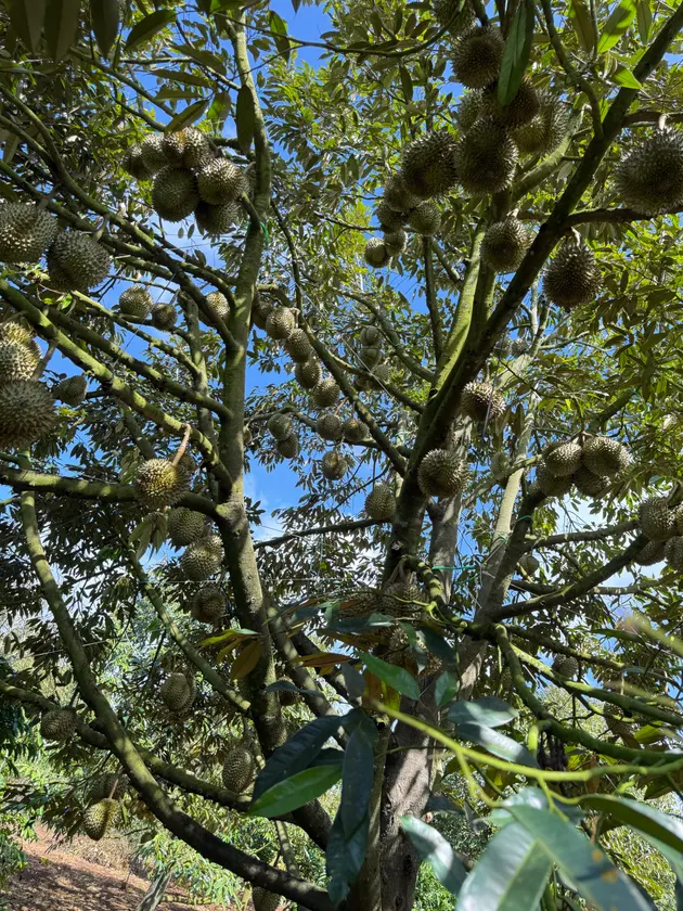 100 tấn Sầu riêng trĩu quả, chuẩn bị vào mùa! 🌳 (ảnh 4)