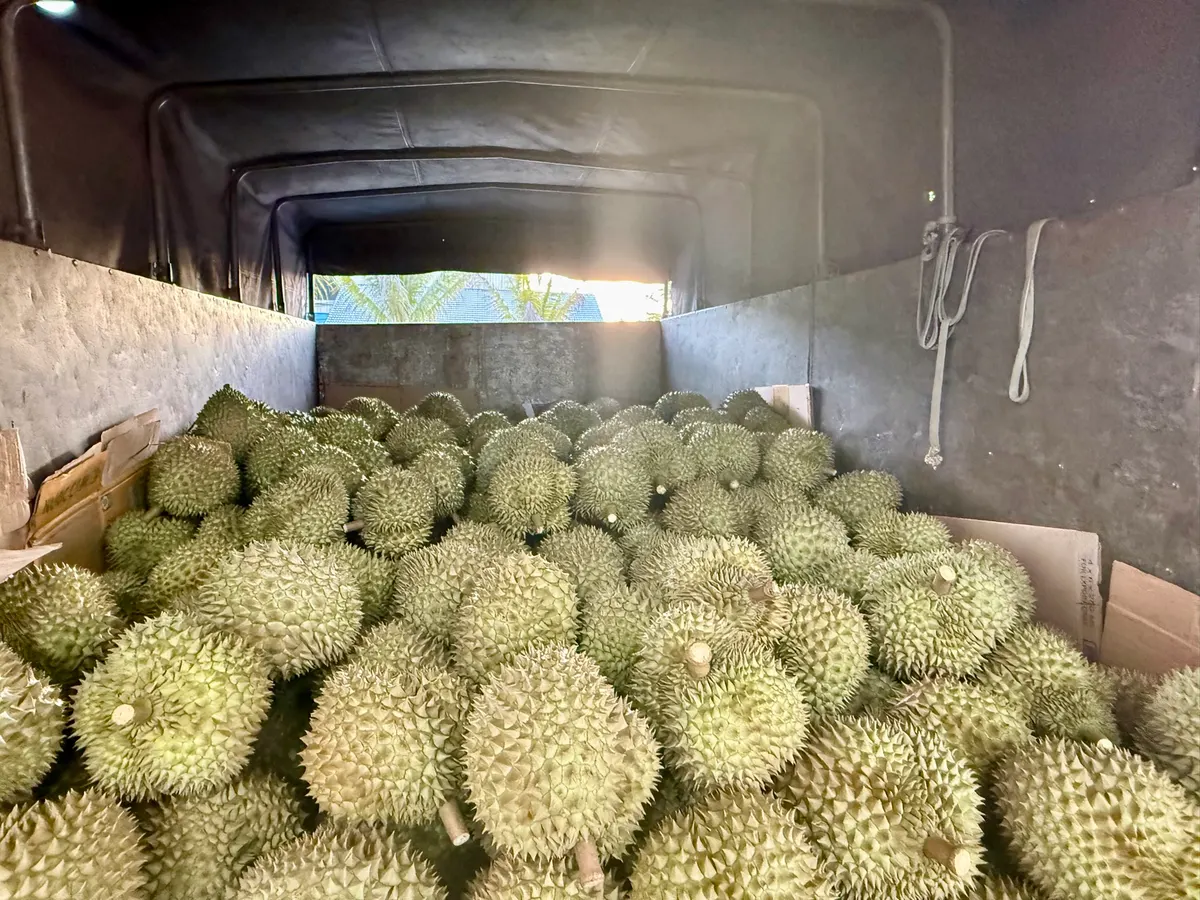 Vựa Sầu Riêng Chín Ngon