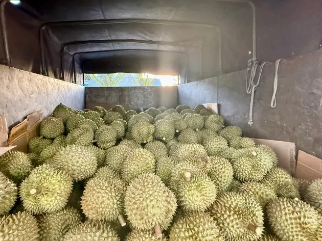 Vựa Sầu Riêng Chín Ngon