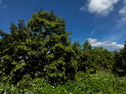 BK Farm