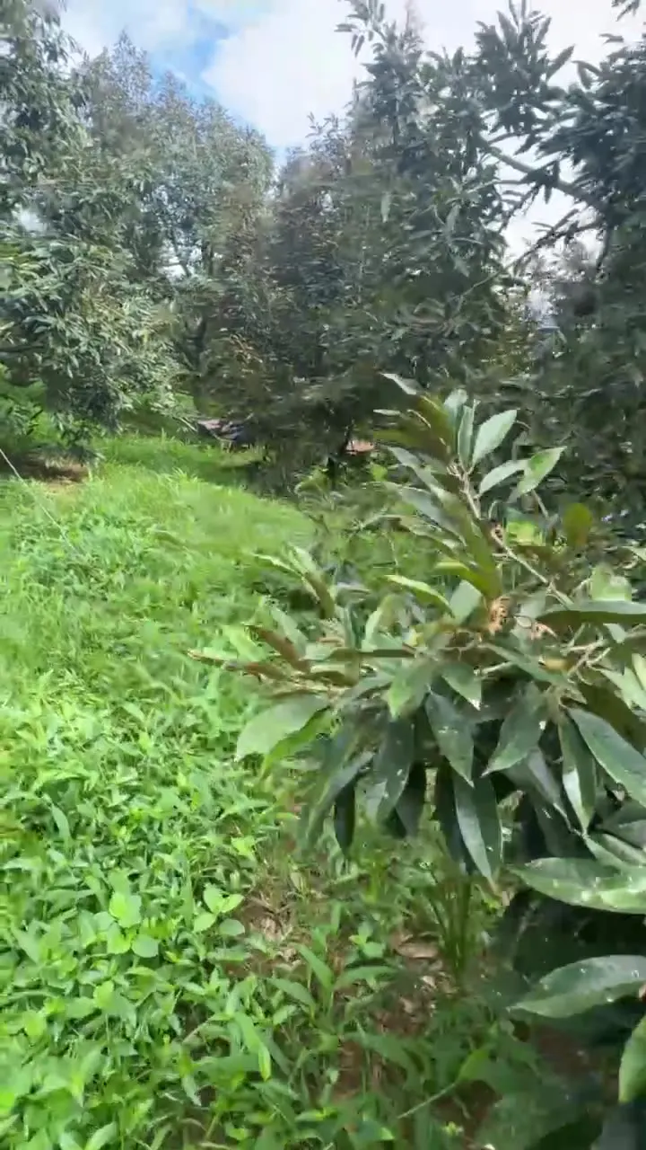 DoNa Dung Tân Tiến