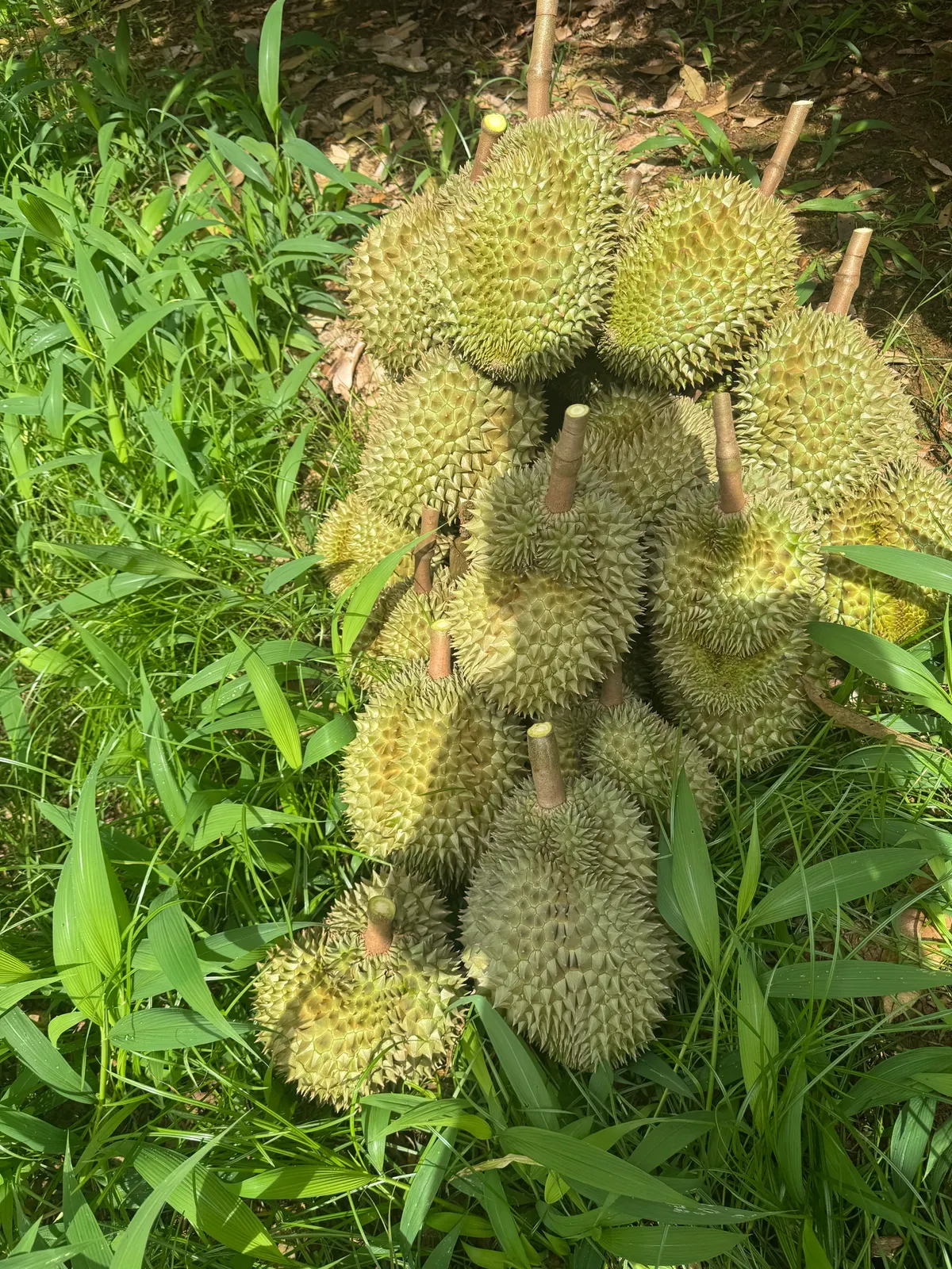 DoNa Dung Tân Tiến (ảnh 3)
