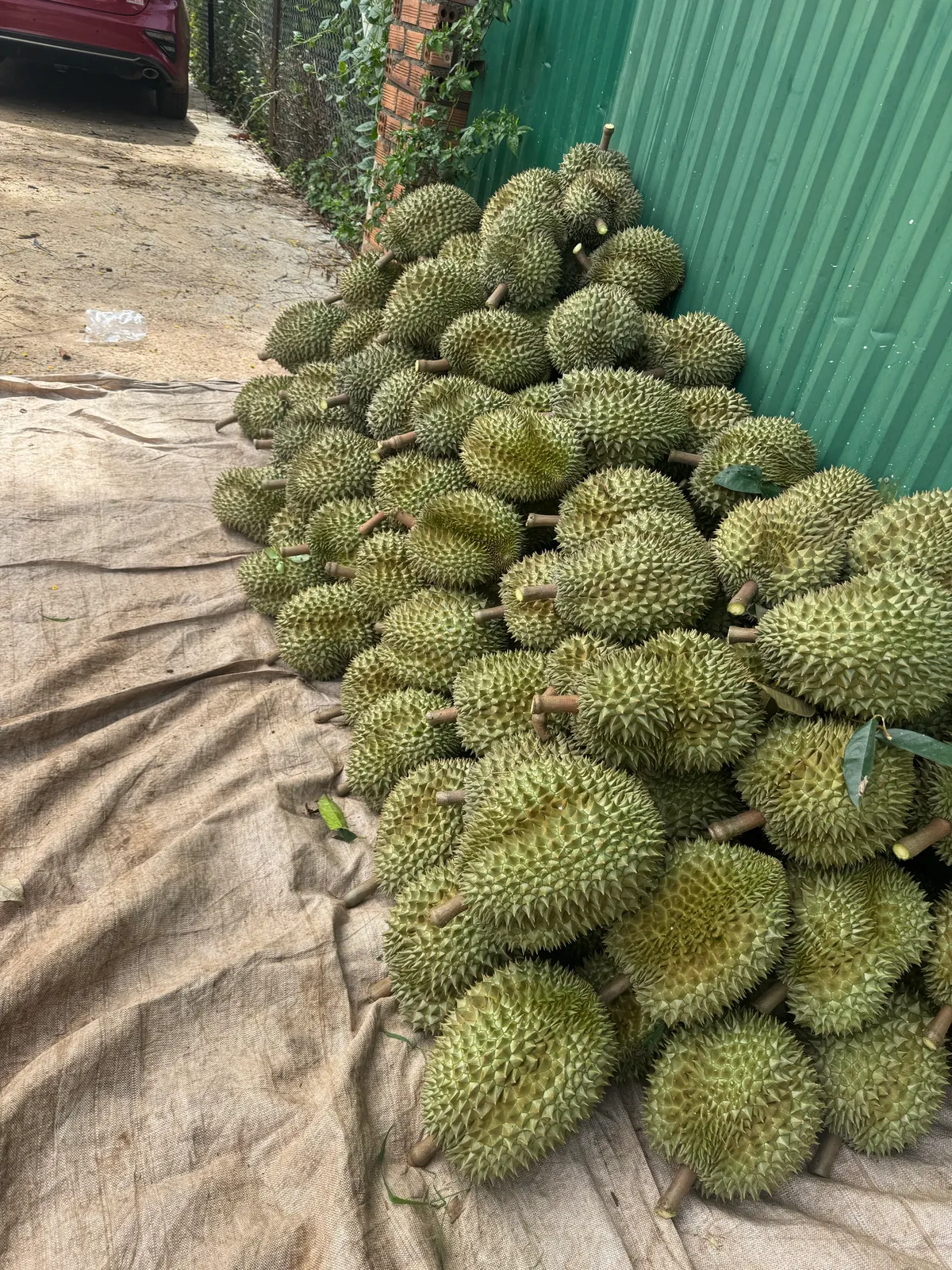DoNa Dung Tân Tiến (ảnh 4)