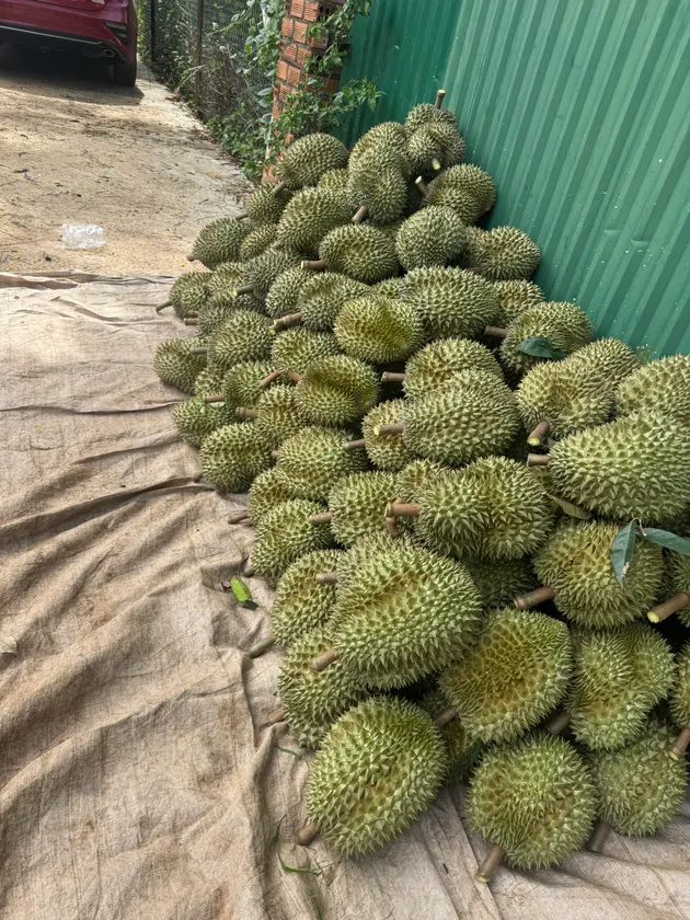 DoNa Dung Tân Tiến (ảnh 4)