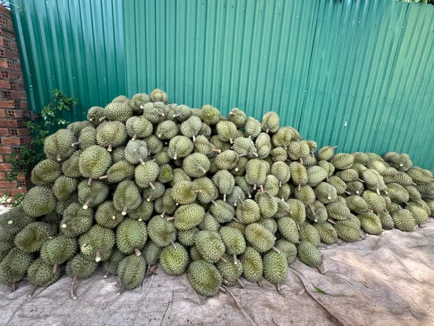 Thu hoach sầu (ảnh 1)