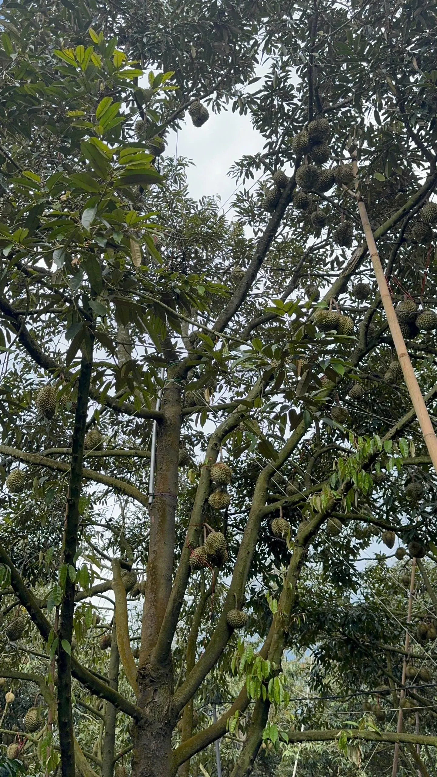 Vườn sầu riêng Đắk Lắk trĩu quả