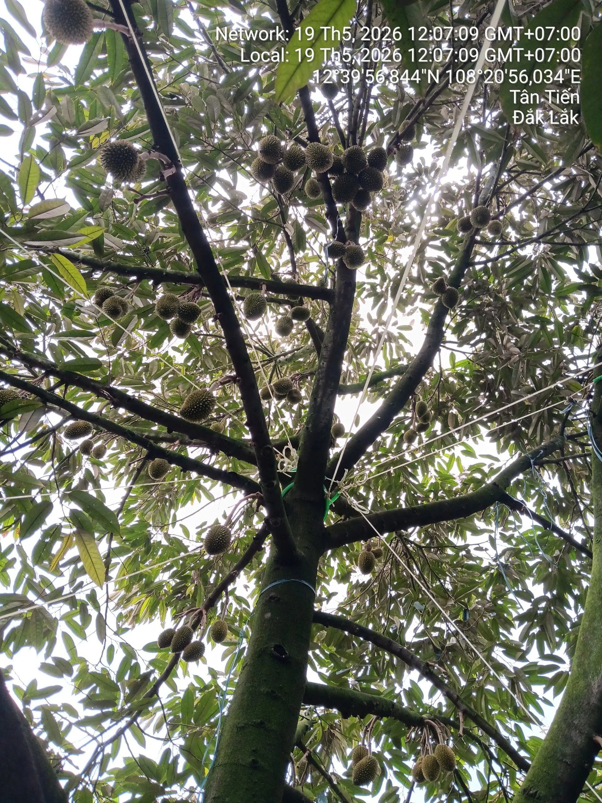 Vườn sầu riêng thái tân tiến