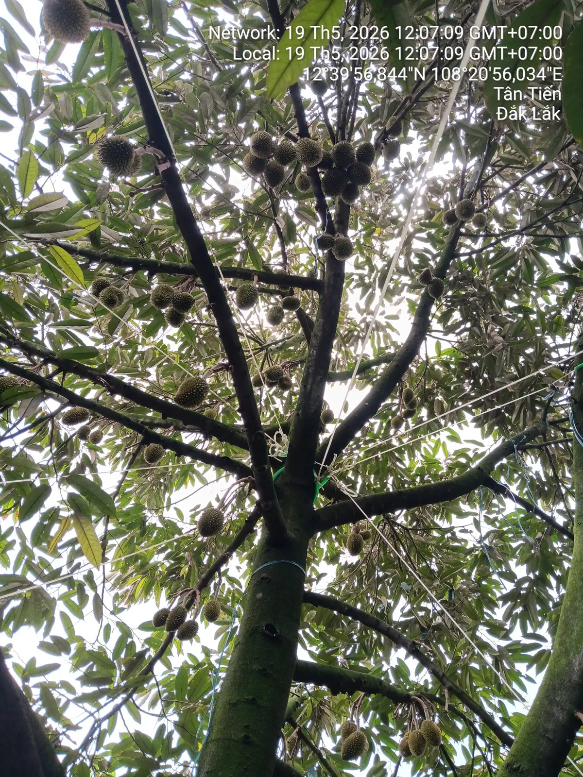 Vườn sầu riêng thái tân tiến (ảnh 1)