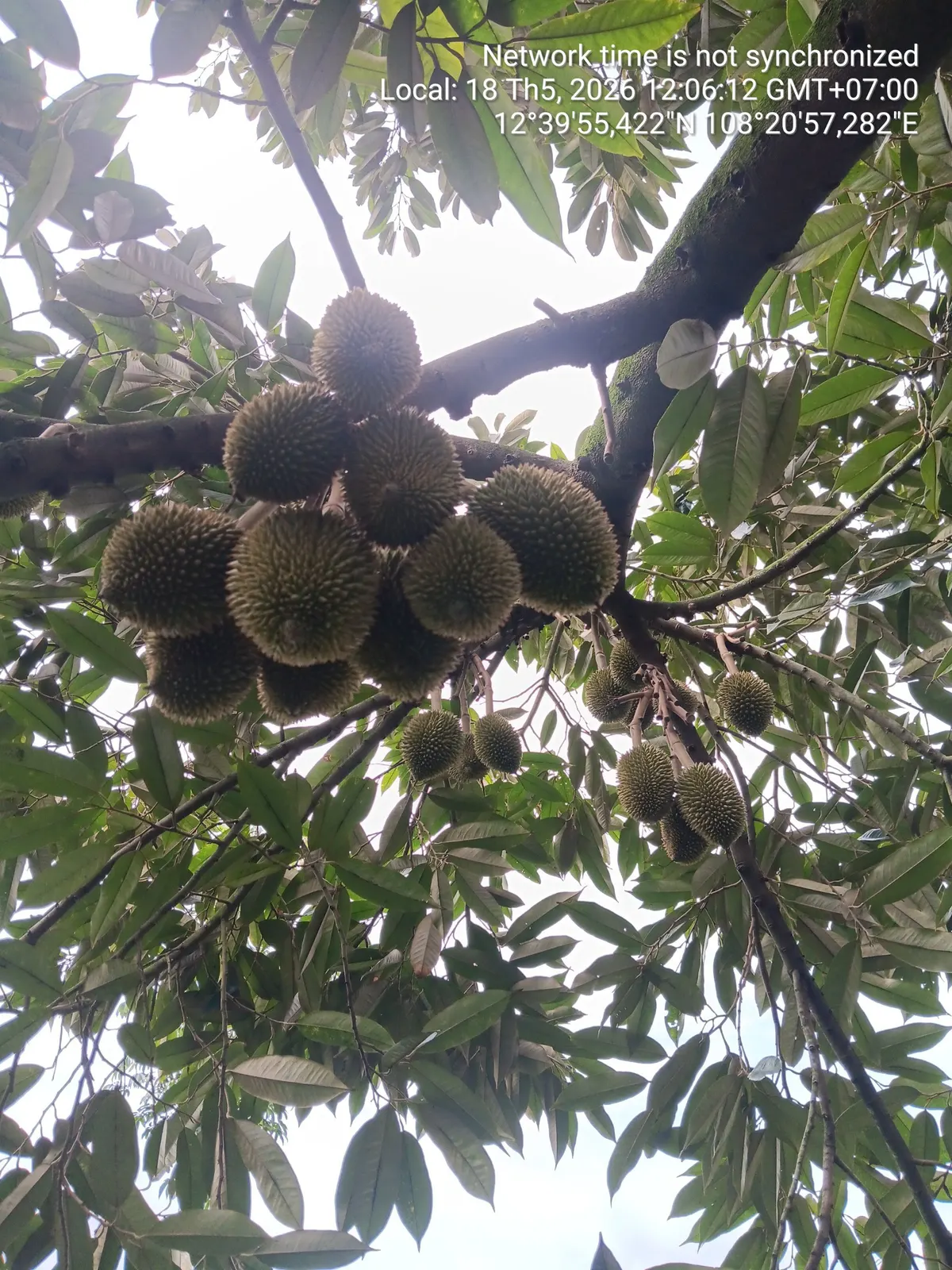Vườn sầu riêng thái tân tiến (ảnh 2)