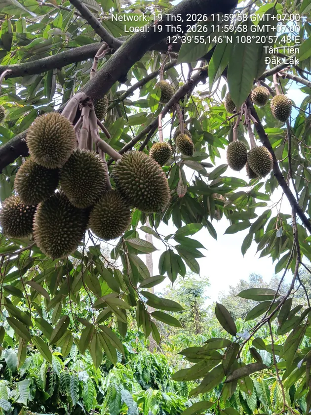 Vườn sầu riêng thái tân tiến (ảnh 3)