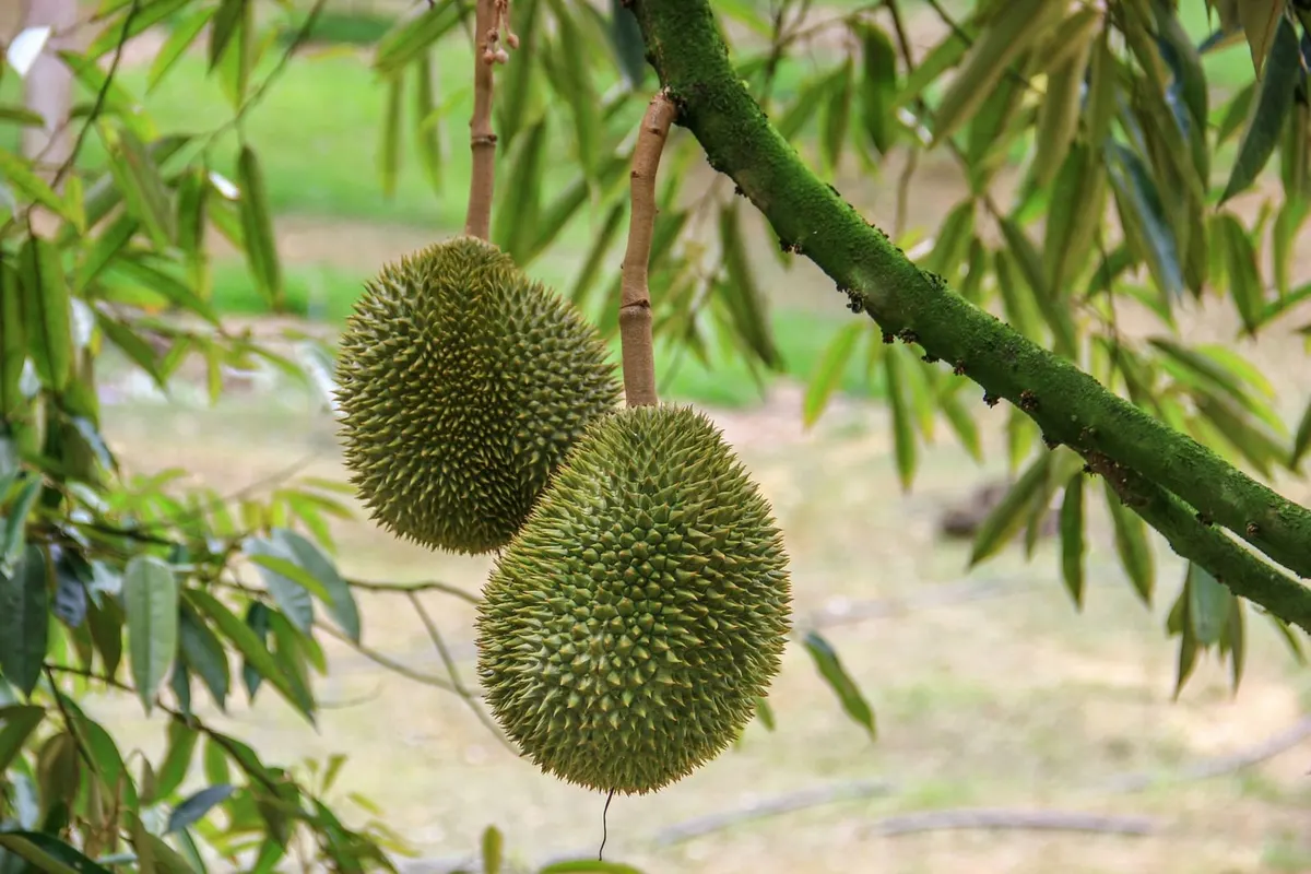 Vườn sầu riêng giai đoạn thu hoạch — ảnh minh hoạ