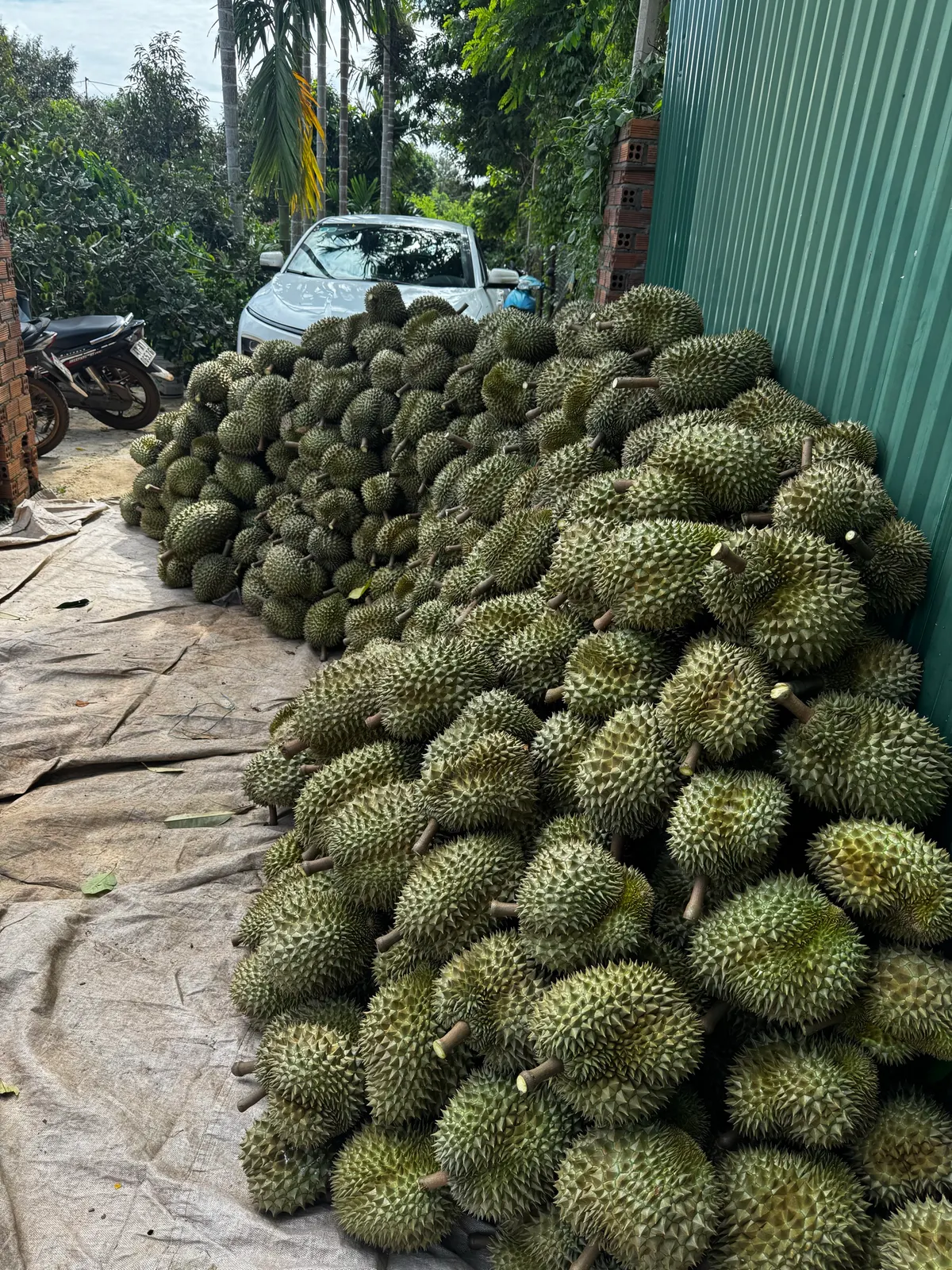 Dao 3 vét vườn (ảnh 2)