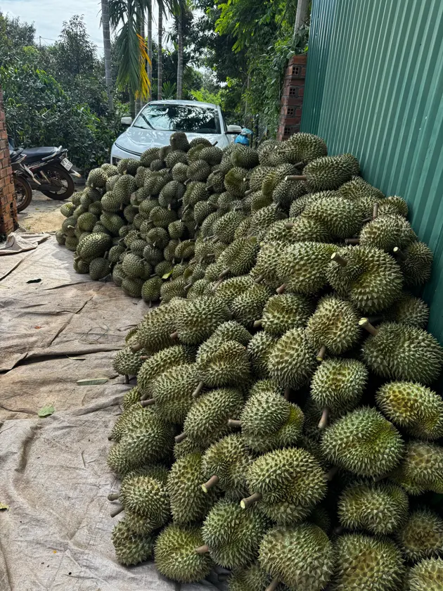 Dao 3 vét vườn (ảnh 2)