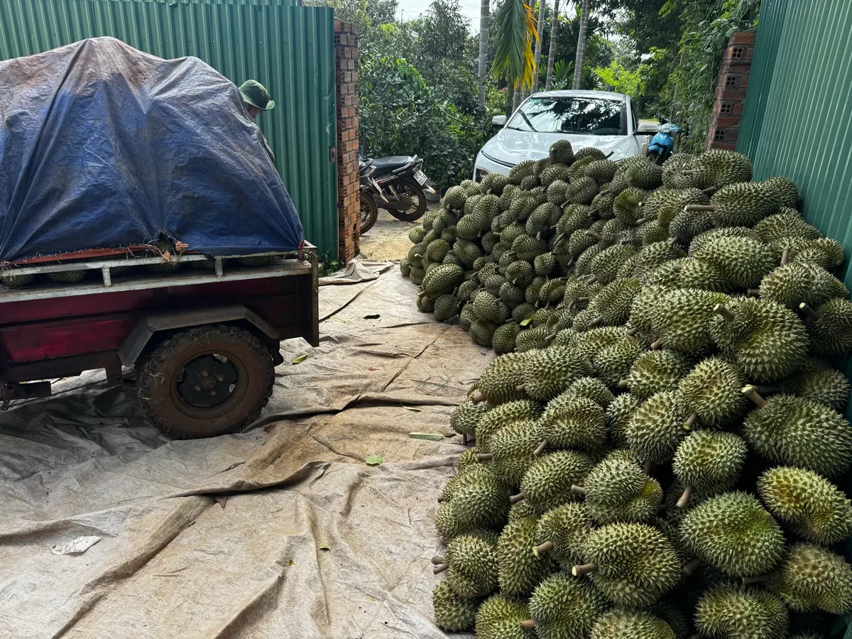 Dao 3 vét vườn (ảnh 3)