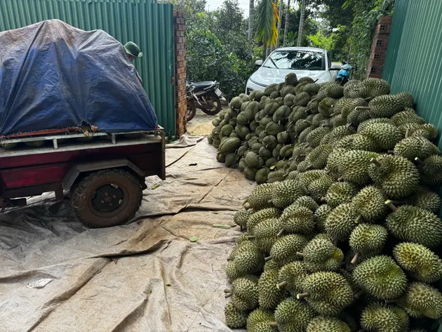 Dao 3 vét vườn (ảnh 3)