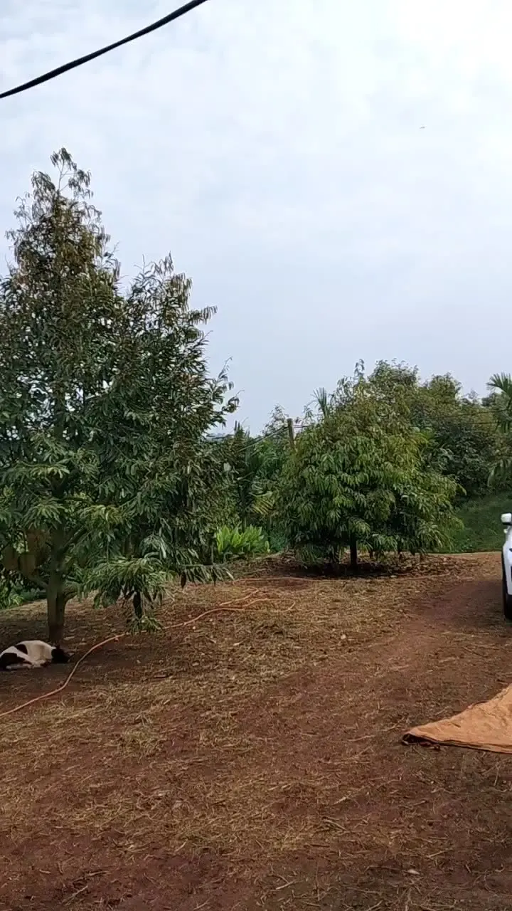 Nông trại sầu riêng Don Na nhà anh Hùng Nguyệt