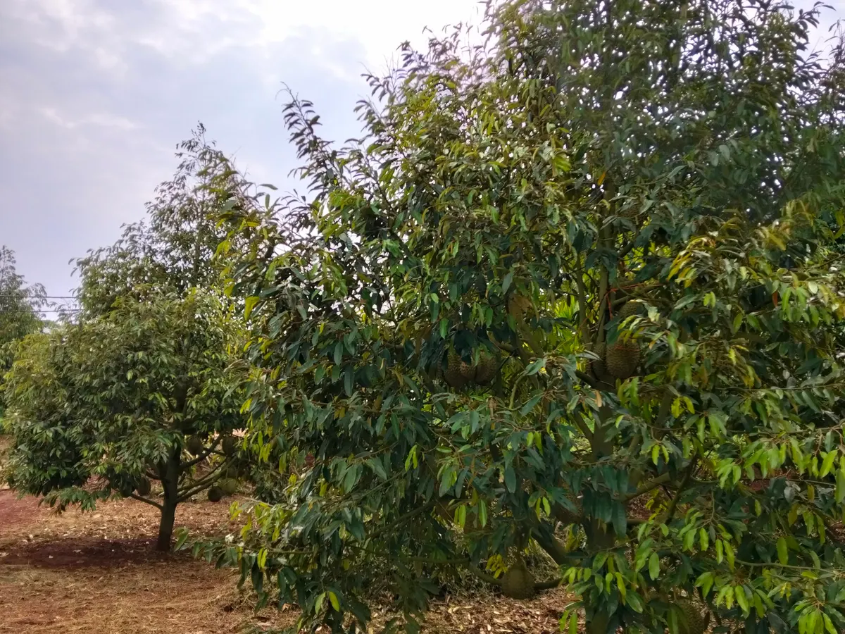 Nông trại sầu riêng Don Na nhà anh Hùng Nguyệt (ảnh 5)