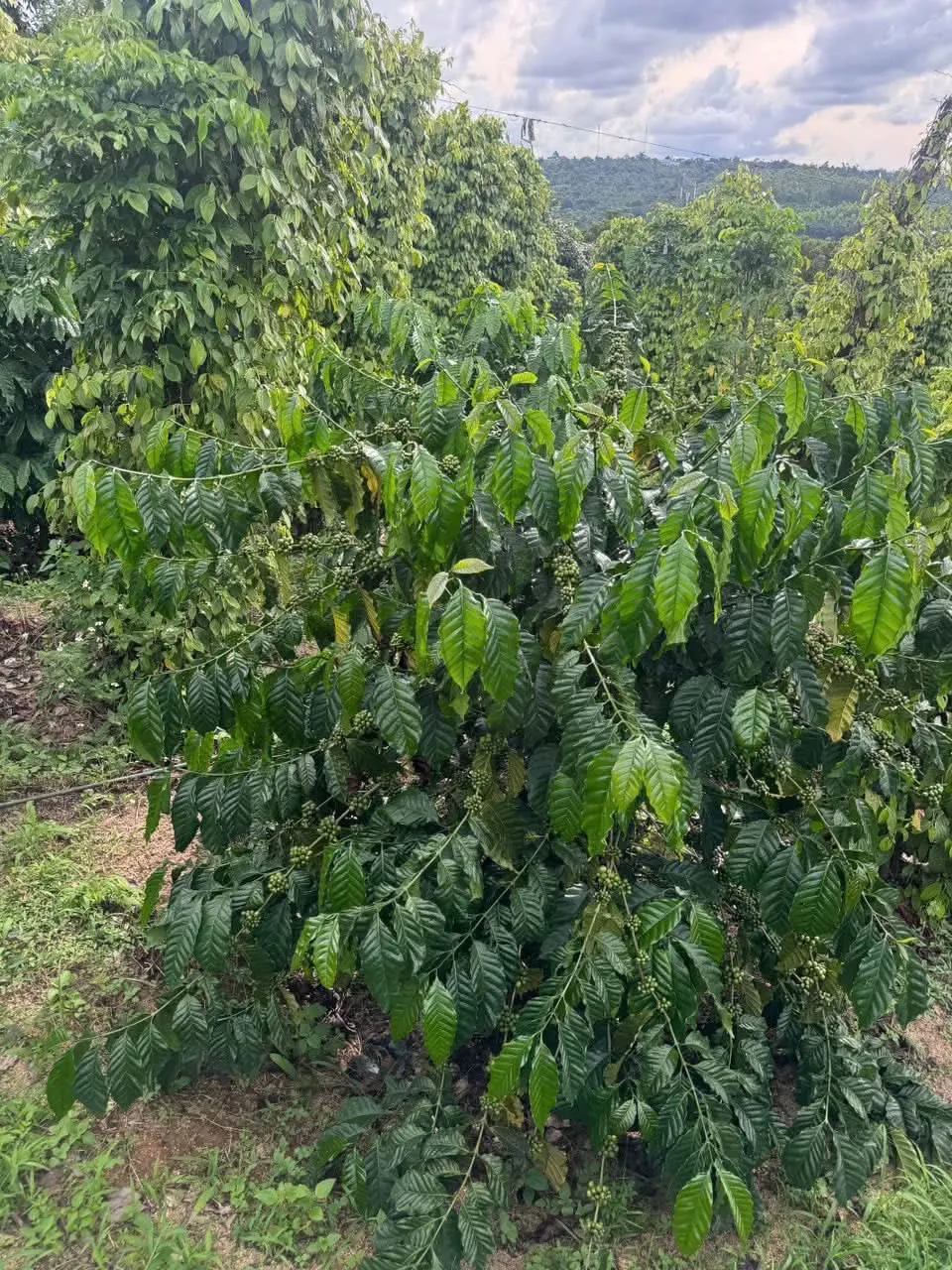 Bán 8 sào đất nông nghiệp (ảnh 2)