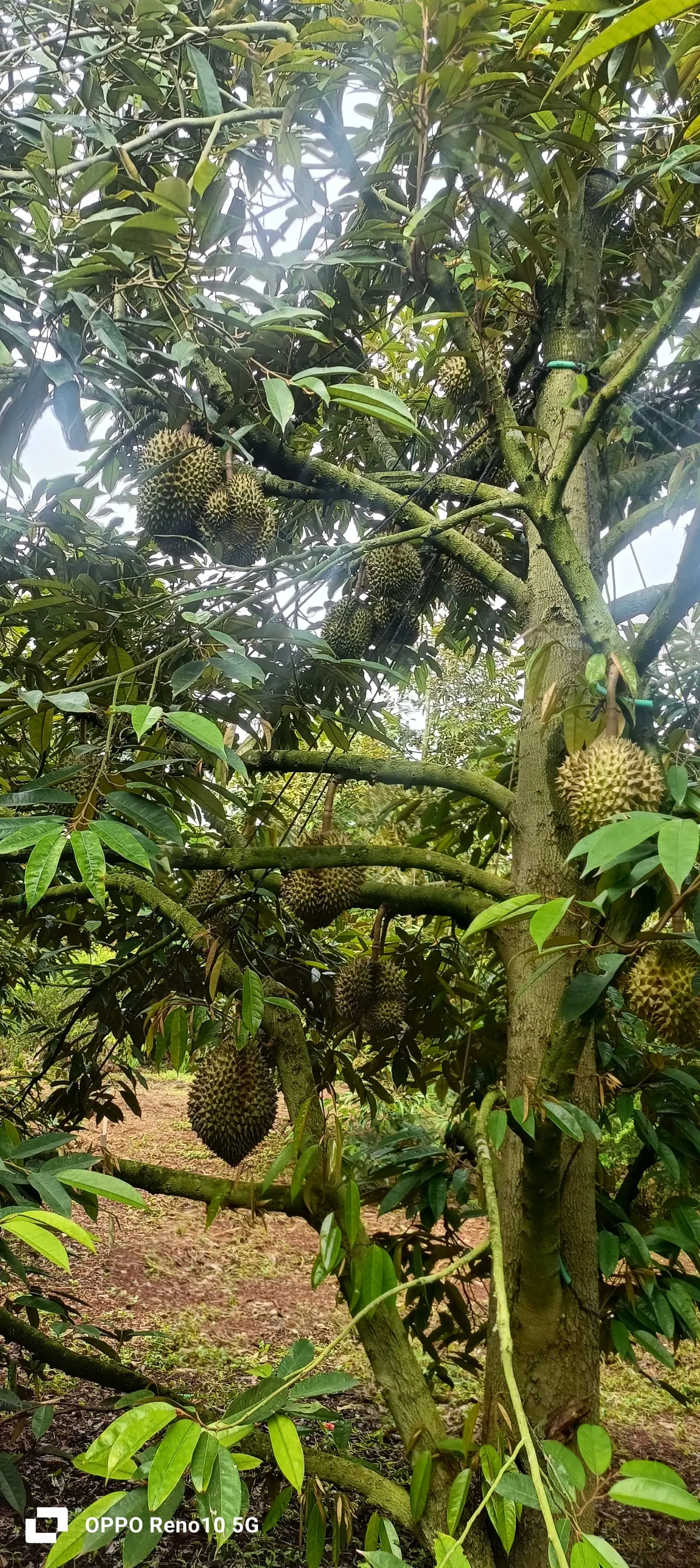Vườn dona Tân Đức , EaKenh
