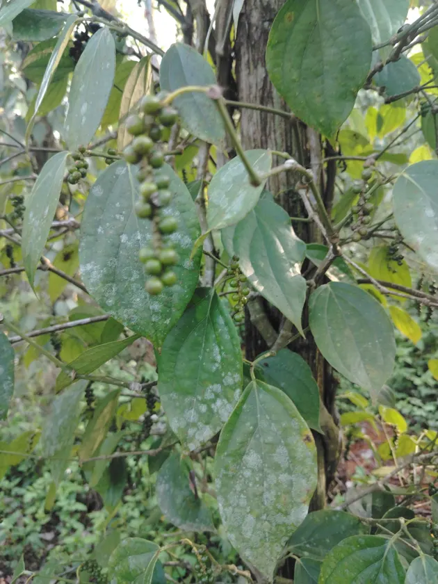 vuon anh hùng (ảnh 1)