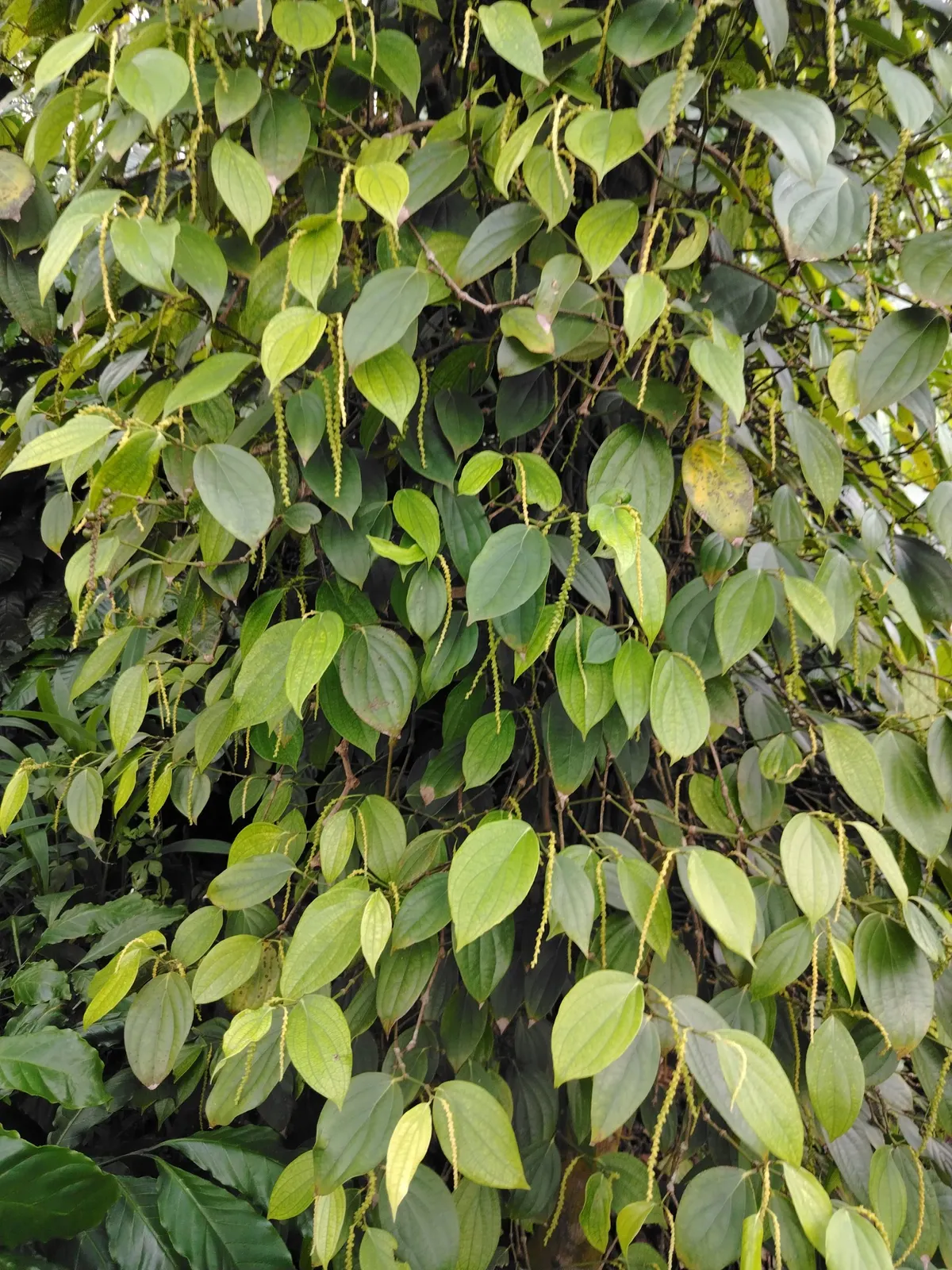 vuon anh hùng (ảnh 2)