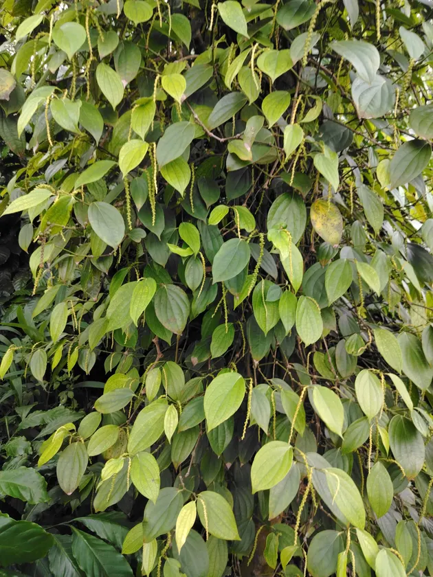 vuon anh hùng (ảnh 2)