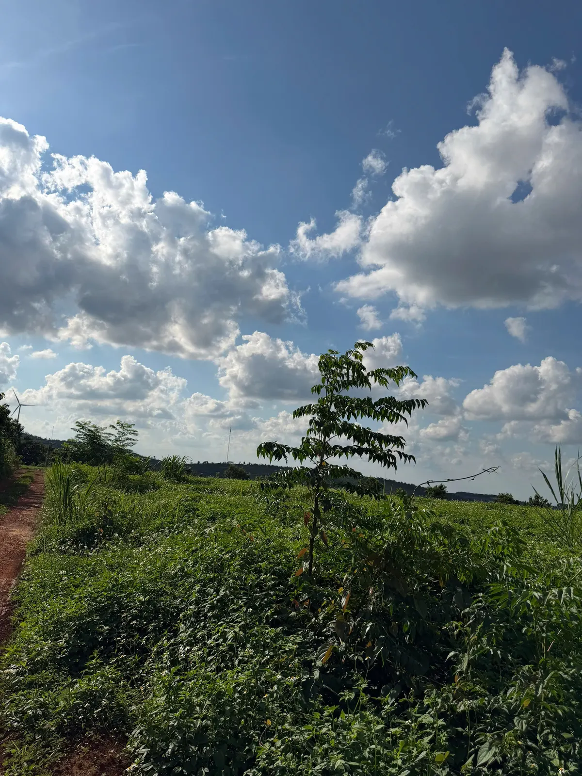 Bán 1.4 ha đất trồng cây lâu năm — Dlieyang, Ea H'leo (ảnh 1)