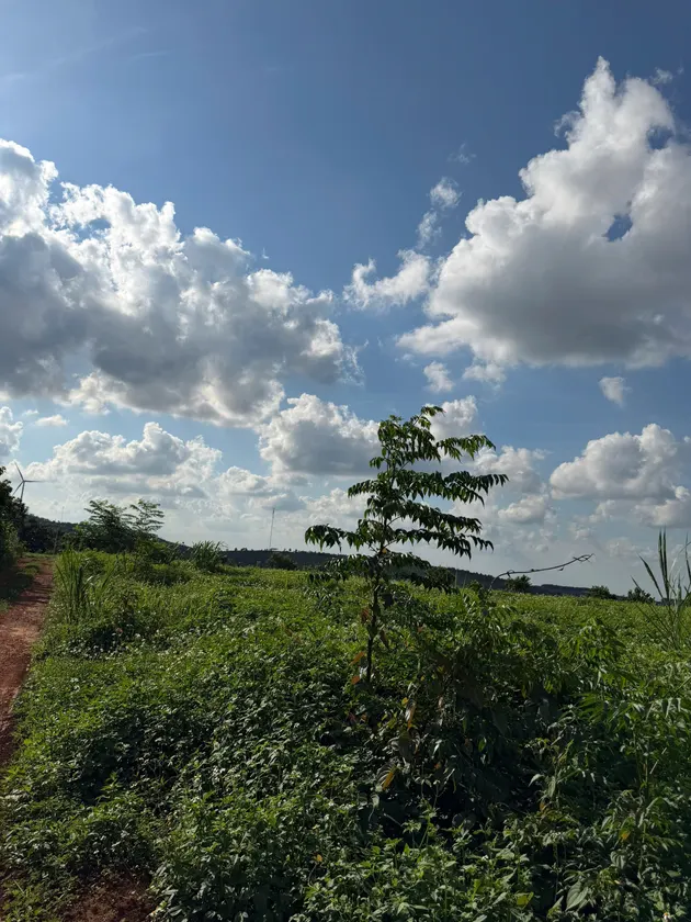 Bán 1.4 ha đất trồng cây lâu năm — Dlieyang, Ea H'leo (ảnh 1)