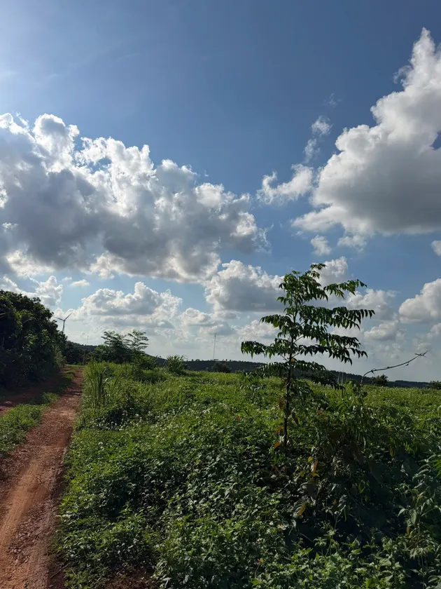 Bán 1.4 ha đất trồng cây lâu năm — Dlieyang, Ea H'leo (ảnh 2)