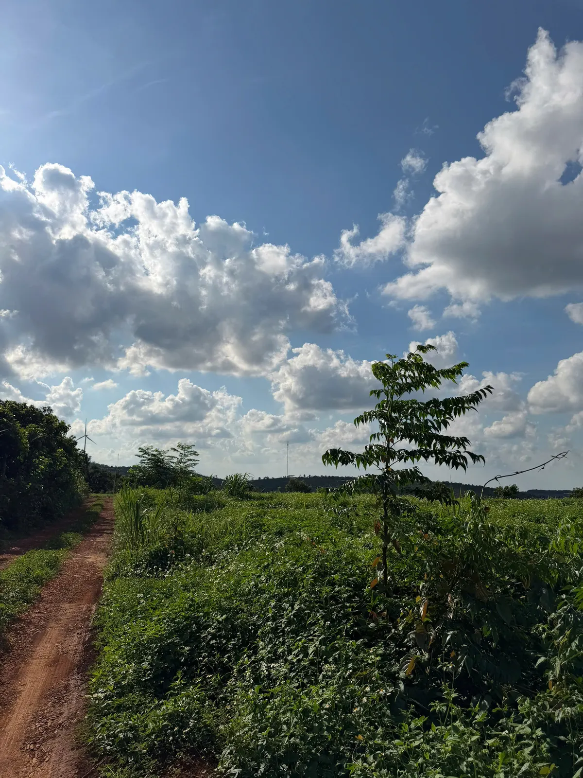 Bán 1.4 ha đất trồng cây lâu năm — Dlieyang, Ea H'leo (ảnh 3)