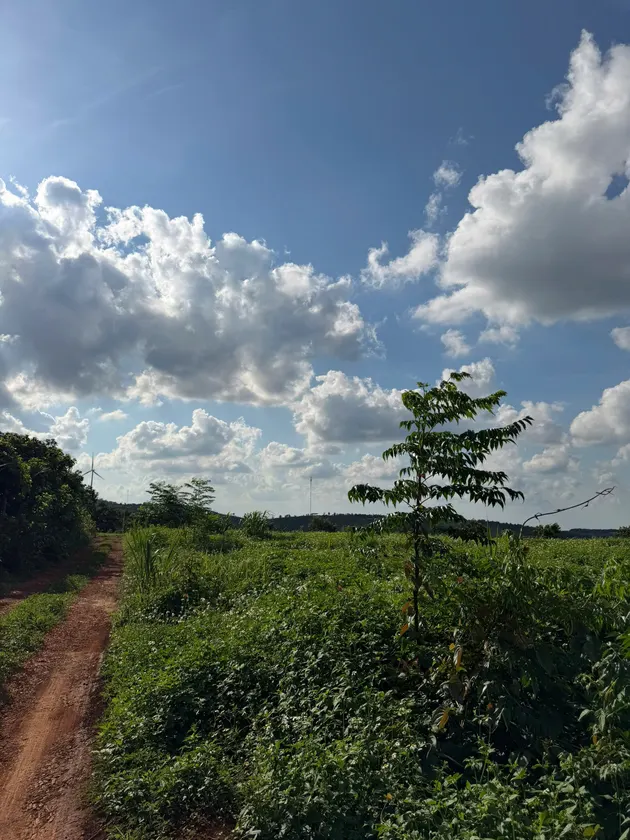 Bán 1.4 ha đất trồng cây lâu năm — Dlieyang, Ea H'leo (ảnh 3)