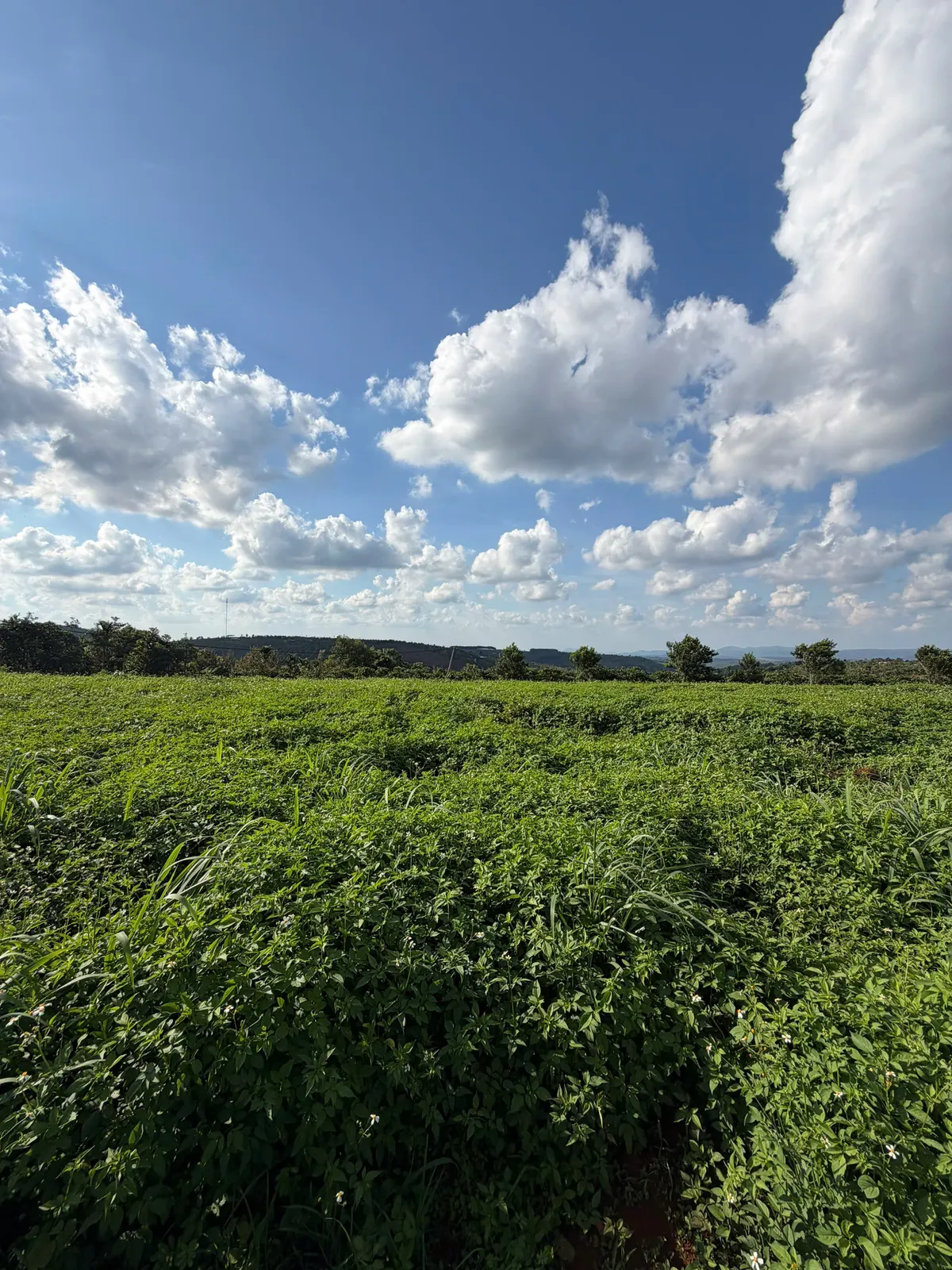 Bán 1.4 ha đất trồng cây lâu năm — Dlieyang, Ea H'leo (ảnh 5)