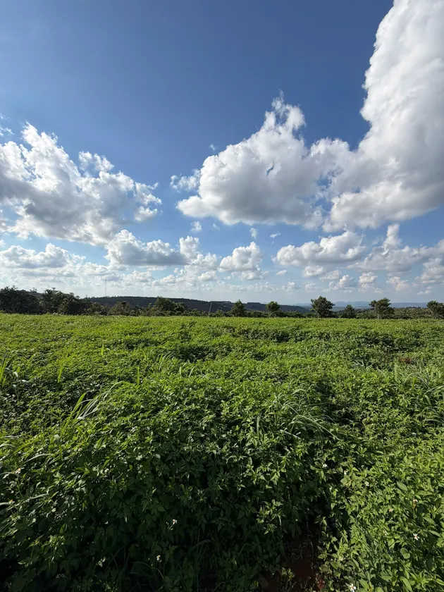 Bán 1.4 ha đất trồng cây lâu năm — Dlieyang, Ea H'leo (ảnh 5)