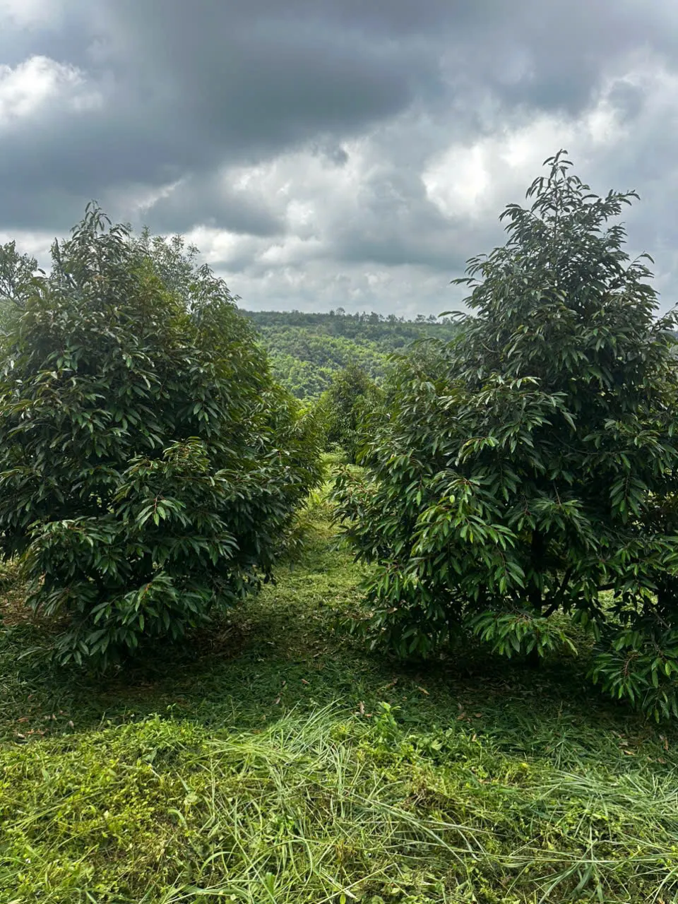 Bán 1.7 ha đất trồng cây lâu năm — Ea Khal, Ea H'leo (ảnh 1)