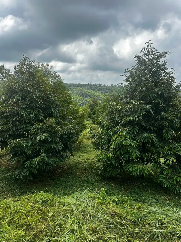 Bán 1.7 ha đất trồng cây lâu năm — Ea Khal, Ea H'leo (ảnh 1)