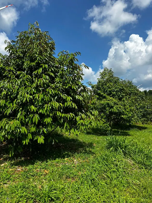 Bán 1.7 ha đất trồng cây lâu năm — Ea Khal, Ea H'leo (ảnh 4)