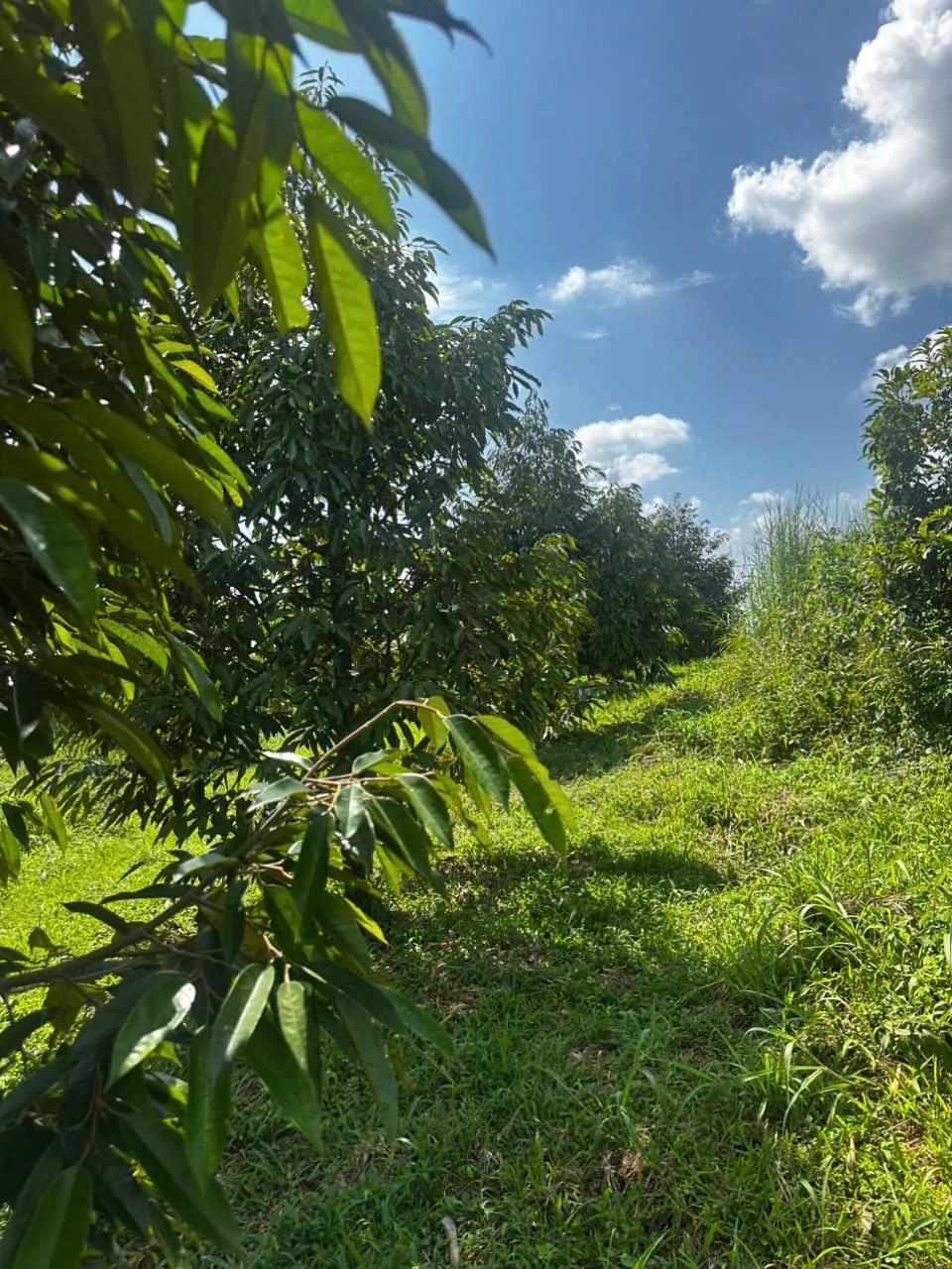 Bán 1.7 ha đất trồng cây lâu năm — Ea Khal, Ea H'leo (ảnh 5)