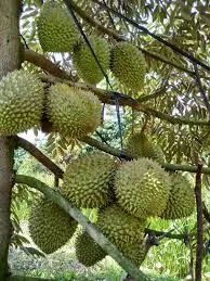 Vườn sầu riêng ri6 eayong